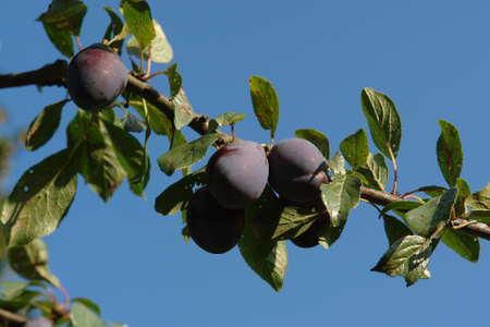 The branch with large dark blue plums of the 'Stanley' variety (European plum) against the skyの写真素材