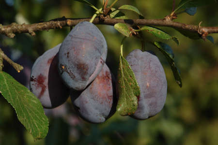 A close up of large dark blue plums of the 'Stanley' variety (European prune plum) on a branchの写真素材