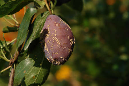 Brown rot (Monilinia fructicola) on a ripe plum on the tree, close-upの写真素材