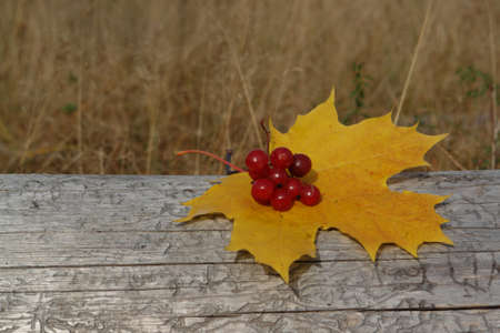 Autumn background - yellow maple leaf and guelder-rose berries lying on a dry fallen tree trunk, close-up, copy space for textの写真素材