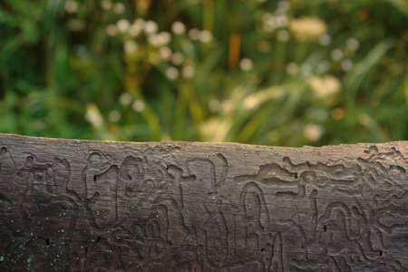 Bark beetle engravings. Background of wood eaten by bark beetles. Pattern and texture on an old tree