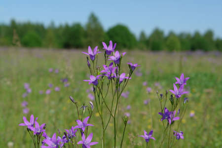 A close up of wild spreading bellflowers (Campanula patula) in the field on a sunny day, natural blurred backgroundの写真素材