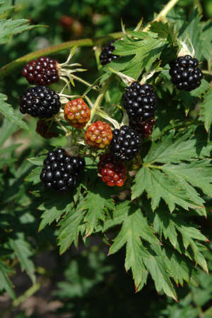 Thornless blackberry branch (Rubus fruticosus) with ripened and partially ripened large fruits in a...