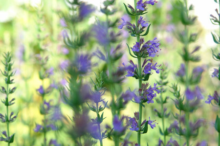Purple flowers of Hyssopus officinalis (hyssop) in the garden, selective focus, copy spaceの写真素材