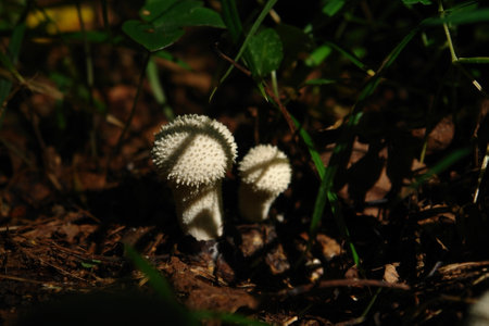 A close up of two young common puffballs (Lycoperdon perlatum, warted or gem-studded puffball, wolf farts, devil's snuff-box) in autumn forest on a sunny dayの写真素材