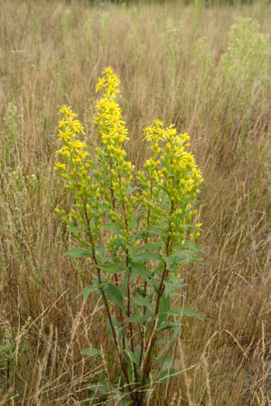 Yellow flowers of Solidago virgaurea (European goldenrod or woundwort) in the field at late summerの写真素材