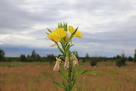 Yellow flowers of Oenothera biennis (common evening-primrose, evening star, sundrop) on a meadow on a cloudy summer morning. Evening primrose with buds, yellow and fading flowersの写真素材