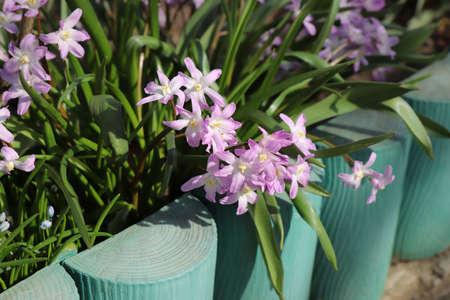 A close up of pink flowers of Chionodoxa forbesii (Forbes' glory-of-the-snow) of the 'Pink Giant' variety in the garden in early springの写真素材