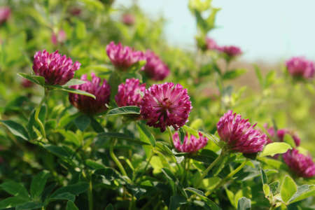 Wild red clover on the meadow, close-up, space for text. A purple-red flowers of zigzag clover (Trifolium medium) in the field on a sunny morningの写真素材
