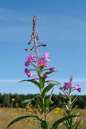 The bright pink flowers of wild fireweed (Chamaenerion angustifolium) in the meadow on a sunny day, close-upの写真素材