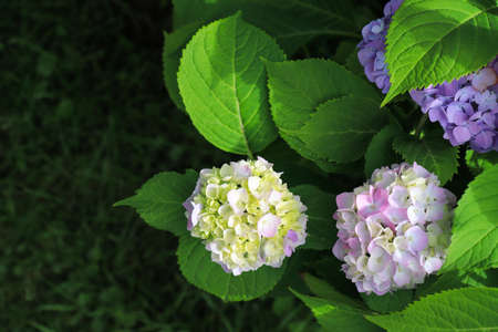 Blooming pink Hydrangea macrophylla (bigleaf, French, lacecap or mophead hydrangea, penny mac) in the garden, top view, copy space. The pale purplish pink hortensiaの写真素材