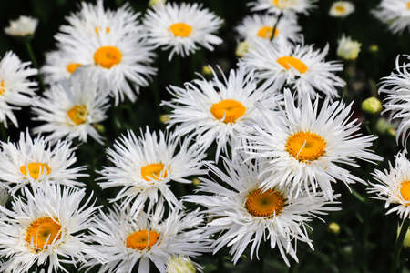 Large double fluffy daisies of the 'Crazy Daisy' (Leucanthemum Ã— superbum, Chrysanthemum...