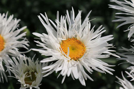 A close up of large fringed flower of the 'Crazy Daisy' varietyの写真素材
