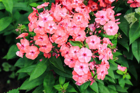 A close up of coral-pink flowers of Phlox paniculata (garden, perennial or fall phlox) of the 'Sweet Summer Dream' cultivar in a garden, top view. Salmon colored phlox with fuchsia eyesの写真素材