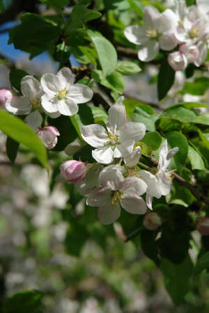 A close up of white-pink flowers of apple tree in the orchard on a sunny spring dayの写真素材