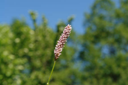 Pink flower of common bistort (Bistorta officinalis or Persicaria bistorta) on the meadow on a sunny summer day, close-upの写真素材