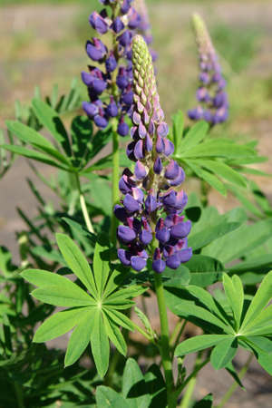 Purple flower of Lupinus polyphyllus (the large-leaved, big-leaved or many-leaved lupine), close-upの写真素材