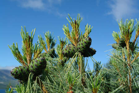 The branches of Pinus pumila (Siberian dwarf pine, Japanese stone pine, or creeping pine) with green cones against a sky, close-upの写真素材
