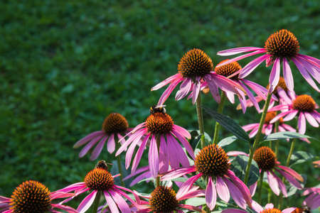 A close up of purple echinacea flowers in a garden on a sunny morningの写真素材