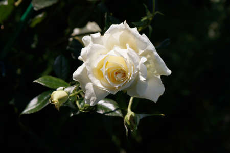 A creamy white flower of English Rose 'Claire Austin' (aka AUSprior) in the garden on a sunny morningの写真素材