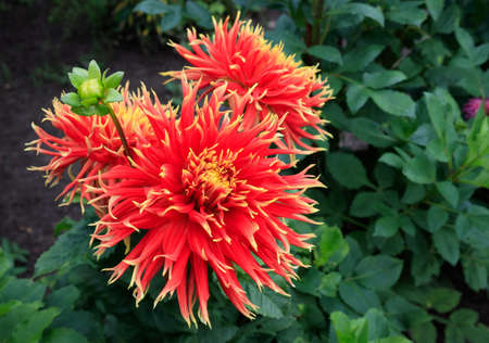 Blooming dahlia of the 'Show N Tell' variety (Dinner Plate type) in the garden. Eye-catching semi-cactus dahlia with huge showy blooms in red and yellowの写真素材