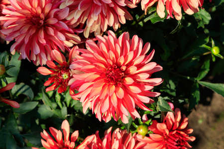 A close up of dahlias of the 'Gallery Art Deco' variety in the garden on a sunny dayの写真素材