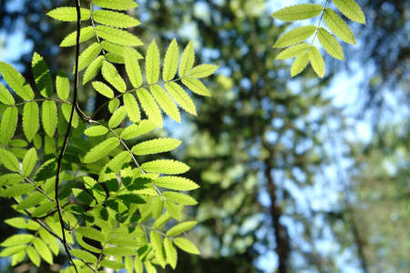 Green rowan leaves (Sorbus aucuparia) backlit by the morning sun, bottom view, selective focus, copy spaceの写真素材