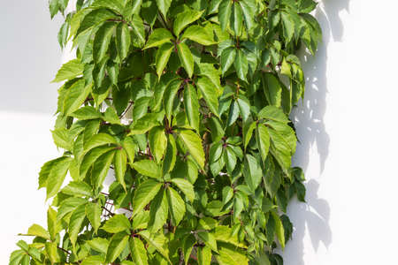 Virginia creeper or five-leaved ivy (Parthenocissus quinquefolia) on a white house wallの写真素材