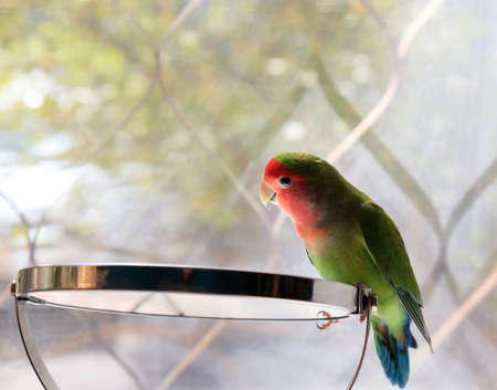 Cute rosy-faced lovebird (Agapornis roseicollis) sits on the mirror and looks at himselfの写真素材