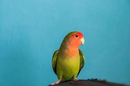 The rosy-faced lovebird (Agapornis roseicollis) sits on a cageの写真素材