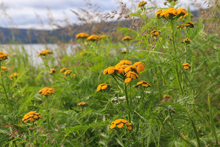 Yellow-orange flowers of tansy 'boreale' (scientific name: Tanacetum vulgare ssp.boreale, Chrysanthemum asiaticum) growing on the coast of Nagaev Bay, Magadan, selective focusの写真素材