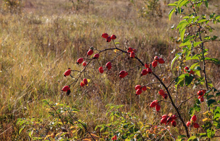 Branch of dog rose (Rosa canina, Briar) with ripening fruits. Ripe red rosehips on bushの写真素材