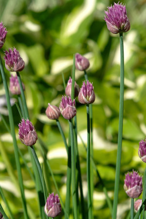 Purple flowers of Chives (Allium schoenoprasum) in the garden, selective focusの写真素材
