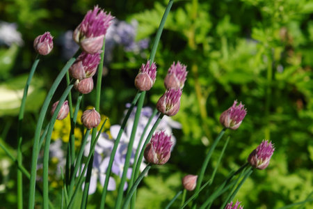 Chives (Allium schoenoprasum) flowers opening, close-up, selective focusの写真素材