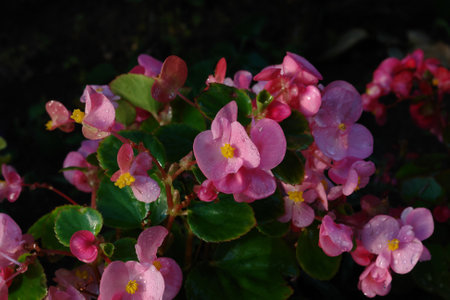 Pink flowers of Begonia semperflorens in a garden after the rainの写真素材