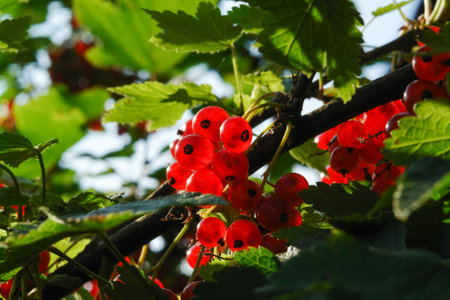 Ripe redcurrant (Ribes rubrum) on a bush in the garden on a sunny morning, close-upの写真素材