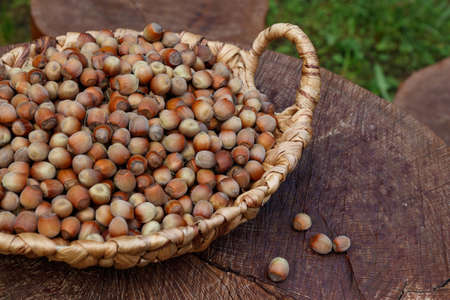 Wicker basket with freshly picked hazelnuts in an orchard, close-upの写真素材