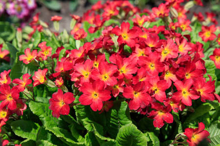 Bright reddish orange Primrose flowers of the 'Wanda Tomato Red' variety (Primula x pruhoniciana)の写真素材