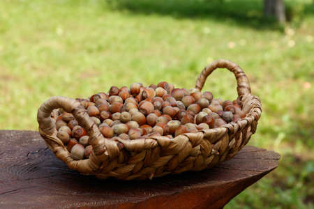 Wicker basket with freshly picked hazelnuts in an orchardの写真素材