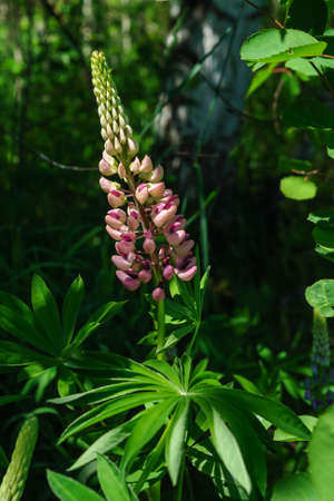 A close up of purple-pink flower of Lupinus polyphyllus (the large-leaved, big-leaved or many-leaved lupine) in the forest on a sunny summer dayの写真素材