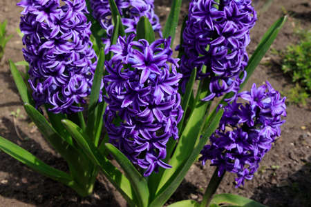 Purple hyacinths (Hyacinthus orientalis) of the 'Blue Jacket' variety in the garden on a sunny morningの写真素材