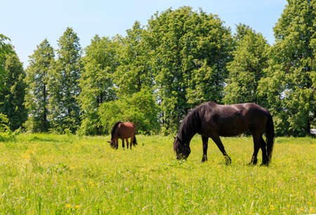 Dark brown Percheron horse and Warmblood horse are grazing in a spring meadowの写真素材