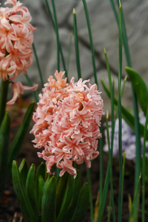 Coral hyacinths of the 'Gipsy Queen' variety (Hyacinthus orientalis) in the gardenの写真素材