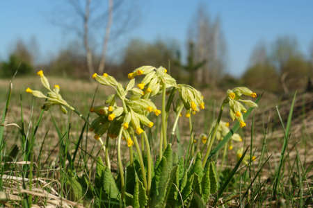 Blooming common cowslip (Primula veris) in a meadow on a sunny day, close-up, shallow DOF