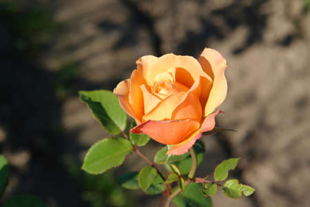 A close up of beautiful semi-open orange rose in the garden on a sunny summer day, selective focus. Apricot-colored rose of the 'Lady Emma Hamilton' variety - English Shrub Rose bred by David Austinの写真素材