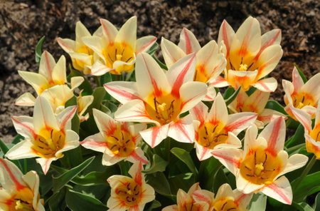 Tulips of the 'Quebec' variety (Greigii Tulip) in a garden, close-up, top view. The multi-flowering...