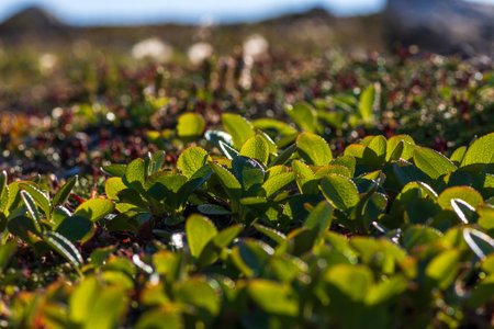 Green leaves of alpine bearberry Arctous alpina (syn. Arctostaphylos alpina). Tundra plants....