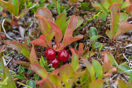 A close up of red berries of alpine bearberry (Arctous erythrocarpa Small or Arctous alpina ssp....