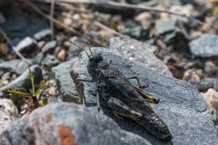 Bayern Speckled grasshopper, European Rose-winged Grasshopper (Bryodema tuberculata, Bryodemella tuberculata) sitting on a stoneの写真素材