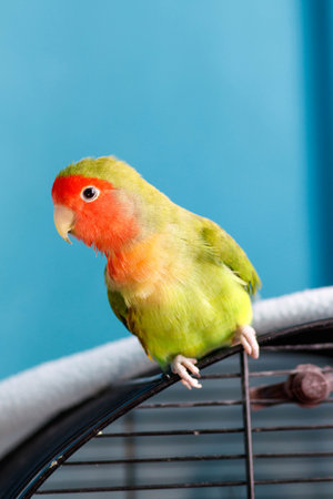 Portrait of an adorable rosy-faced lovebird (Agapornis roseicollis) on the cage. The lovely lovebird parrot is curious about the apartmentの写真素材